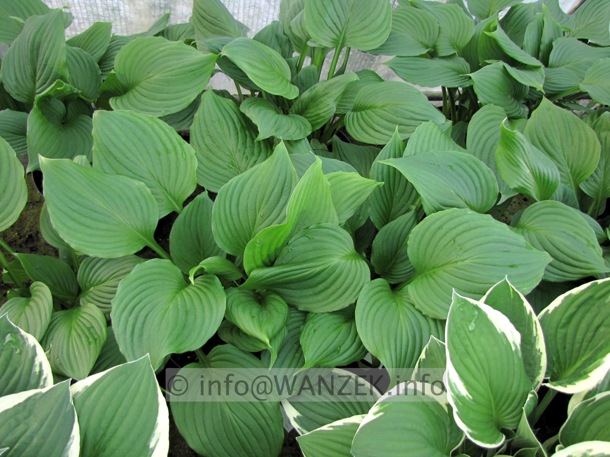 Hosta Hybride Gruene Dame 01.JPG